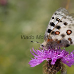 Parnassius apollo - Jasoň červenooký IMG_5779