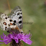 Parnassius apollo - Jasoň červenooký IMG_5781