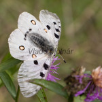 Parnassius apollo - Jasoň červenooký IMG_5829