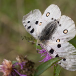 Parnassius apollo - Jasoň červenooký IMG_5830