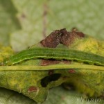 Pseudeustrotia candidula - Morička jasnobiela 11-25-51