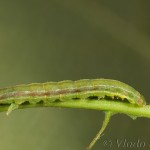 Pseudeustrotia candidula - Morička jasnobiela 11-28-10