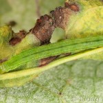 Pseudeustrotia candidula - Morička jasnobiela 11-32-26