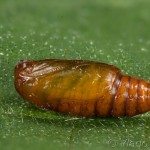 Pseudeustrotia candidula - Morička jasnobiela 20-22-19