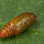 Pseudeustrotia candidula - Morička jasnobiela 20-23-48