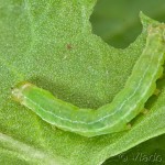 Pseudeustrotia candidula - Morička jasnobiela 20-44-53