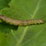 Pseudeustrotia candidula - Morička jasnobiela 20-50-20