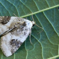 Pseudeustrotia candidula - Morička jasnobiela 203051