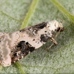 Pseudeustrotia candidula - Morička jasnobiela 22-04-30