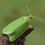 Tortrix viridana - Obaľovač zelený 17-03-26