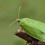 Tortrix viridana - Obaľovač zelený 17-07-18