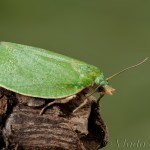 Tortrix viridana - Obaľovač zelený 17-33-14