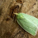 Tortrix viridana - Obaľovač zelený 171056