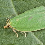 Tortrix viridana - Obaľovač zelený 22-26-05