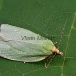 Tortrix viridana - Obaľovač zelený 224539