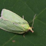 Tortrix viridana - Obaľovač zelený 225202