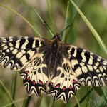 Zerynthia polyxena - Pestroň vlkovcový 20-09-18