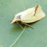 Agapeta hamana - Zvinúvač ihlicový 191209
