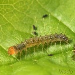 Amata phegea - Bieloškvrnáč púpavcový IMG_6105