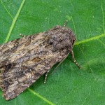 Apamea anceps - Sivkavec rúbaniskový 091331