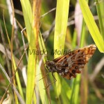 Boloria dia - Perleťovec najmenší IMG_8307