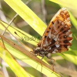 Boloria dia - Perleťovec najmenší IMG_8310