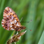 Boloria dia - Perlovec najmenší IMG_1341