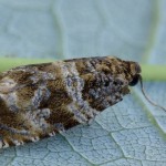 Celypha rivulana cf -  Obaľovač lúčny 170631