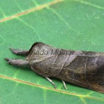 Clostera anastomosis - Chochlatka lindová 223055