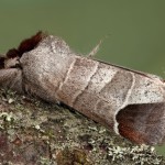 Clostera curtula - Chochlatka hnedoškvrnná 15-35-30