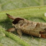 Clostera curtula - Chochlatka hnedoškvrnná 175512