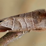 Clostera curtula - Chochlatka hnedoškvrnná 19-01-45