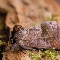 Clostera pigra - Chochlatka majnenšia 130014