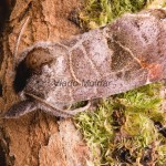 Clostera pigra - Chochlatka majnenšia 131018