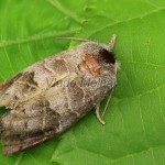 Clostera pigra - Chochlatka majnenšia 20-14-55