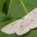 Cyclophora albipunctata - Piadica jelšová 121125