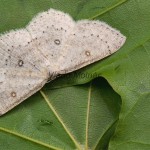 Cyclophora albipunctata - Piadica jelšová 122050