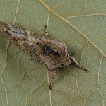 Egira conspicillaris - Mora plamienková 163253