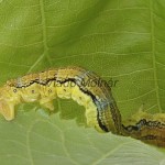 Erannis defoliaria - Piadivka zimná 140850