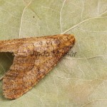 Erannis defoliaria - Piadivka zimná 160043