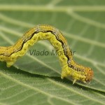 Erannis defoliaria - Piadivka zimná 181022