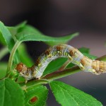 Erannis defoliaria - Piadivka zimná  185827