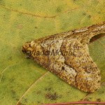 Erannis defoliaria - Piadivka zimná 19-49-39