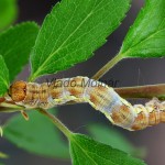 Erannis defoliaria - Piadivka zimná  190413