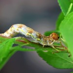 Erannis defoliaria - Piadivka zimná  190821