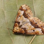 Erannis defoliaria - Piadivka zimná 195644