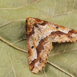 Erannis defoliaria - Piadivka zimná 200909