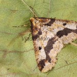 Erannis defoliaria - Piadivka zimná  201248