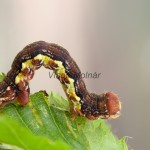 Erannis defoliaria - Piadivka zimná 205601