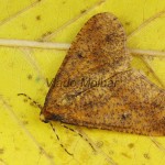 Erannis defoliaria - Piadivka zimná 21-38-47